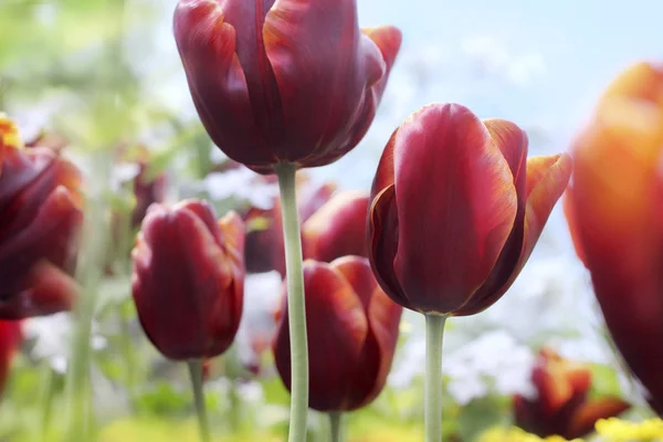 stock image Dark magenta tulips in bloom