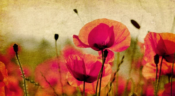 Vintage poppies background — Stock Photo, Image