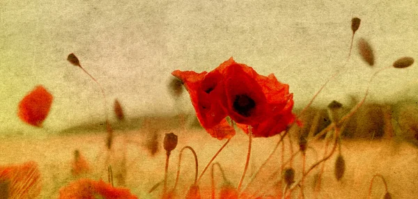 Vintage poppies background — Stock Photo, Image