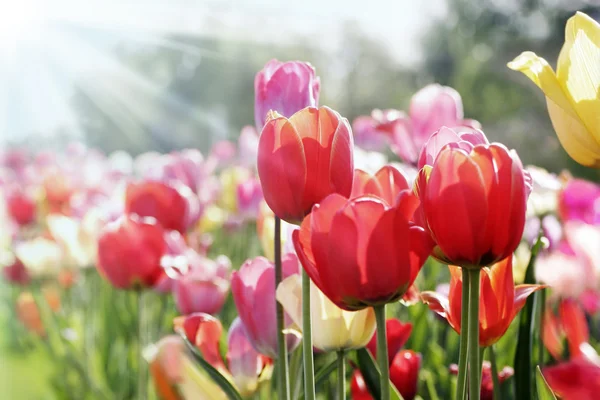 Tulips in spring sun — Stock Photo, Image