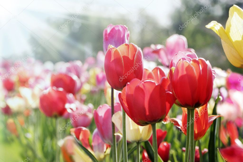 Tulips in spring sun