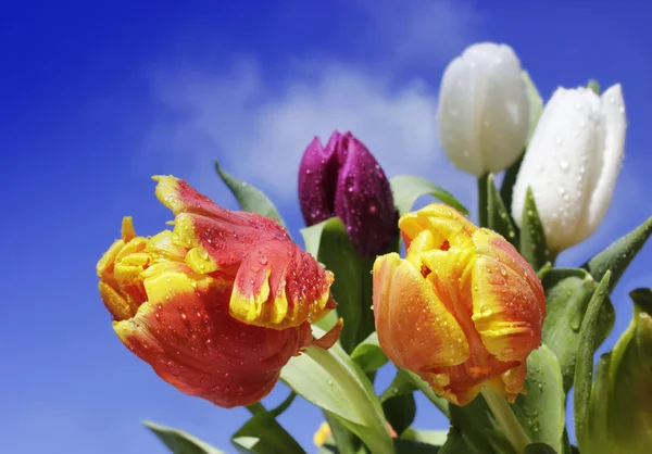Kleurrijke tulpen met water-druppels — Stockfoto