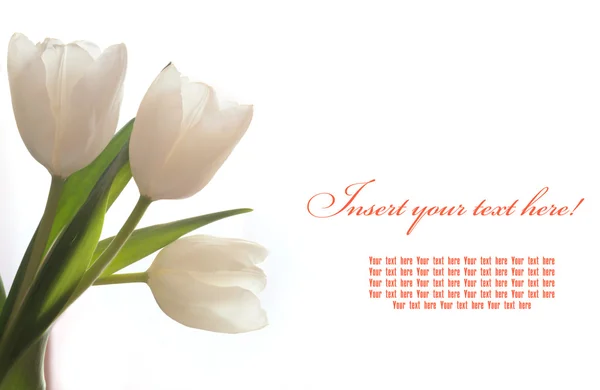 Tre vita tulip gratulationskort — Stockfoto