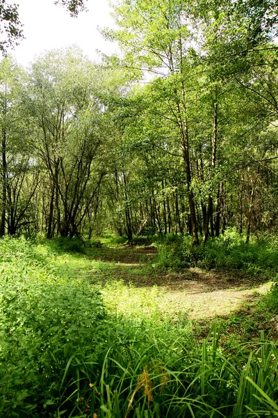 stock image Summer landscape of young green forest with bright blue sky