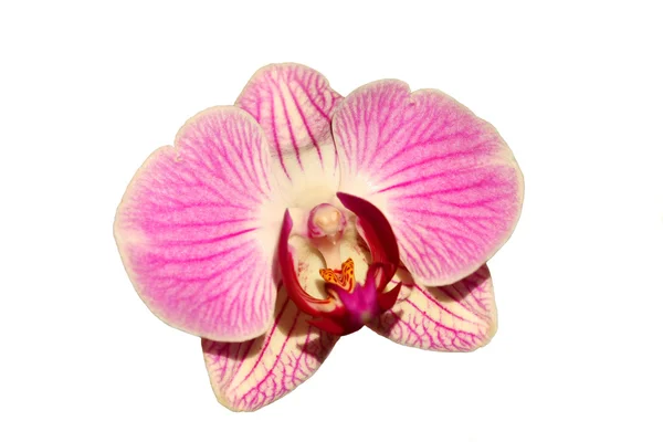 Pembe çiçekler beyaz bir arka plan üzerinde orkide — Stok fotoğraf
