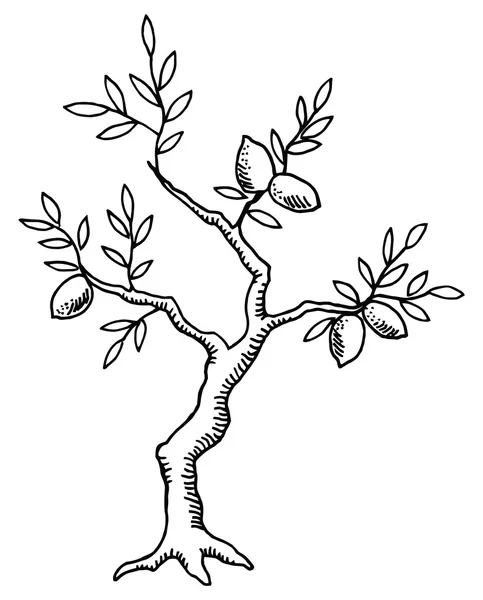 Alter Zitronenbaum — Stockvektor