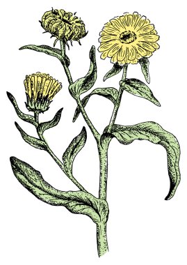 Calendula. vektör çizim.