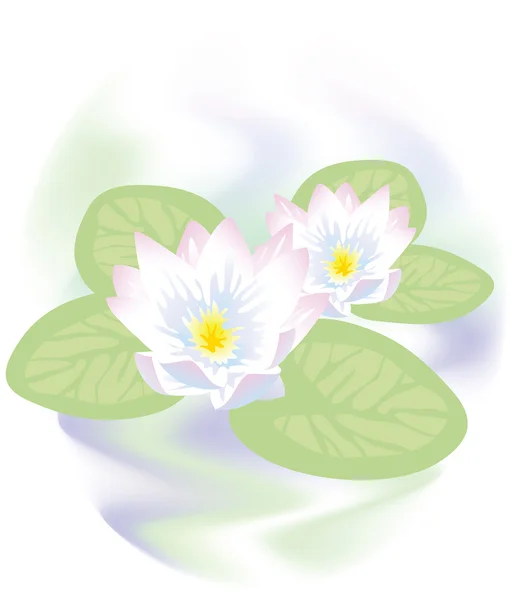 Lotus Flowers Water Vector Illustration Light Color — Stock Vector
