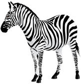Zebra. vektoros illusztráció.