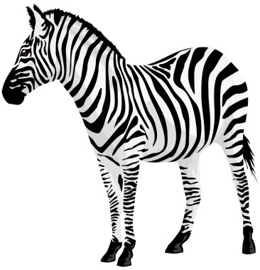 Zebra. Vector illustration. clipart