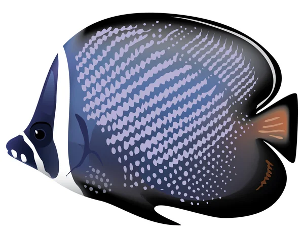 Tropische vissen chaetodon collare. vectorillustratie. — Stockvector