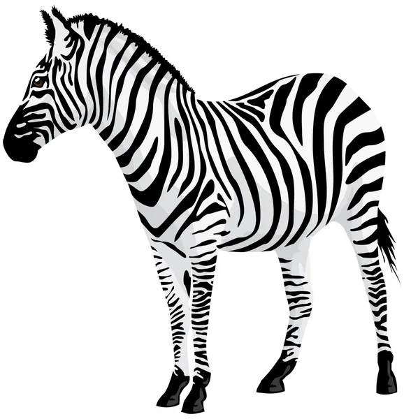 Zebra. Vector illustration. — Stock Vector © spline_x #4637344