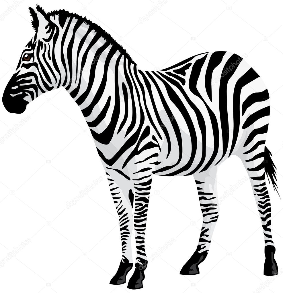 Zebra. Vector illustration.
