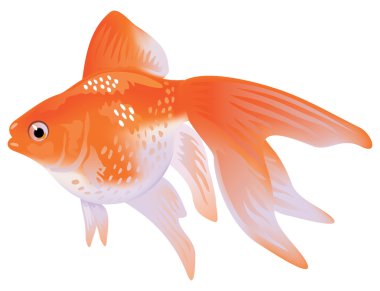 Aquarium Goldfish veiltail. clipart