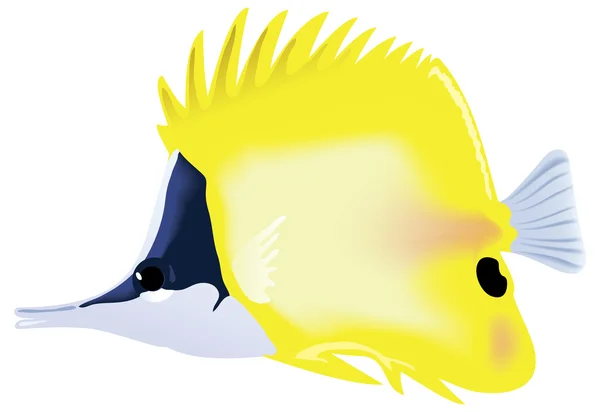 Tropical Fish Forcipiger Flavissimus Vector Illustration — Stock Vector