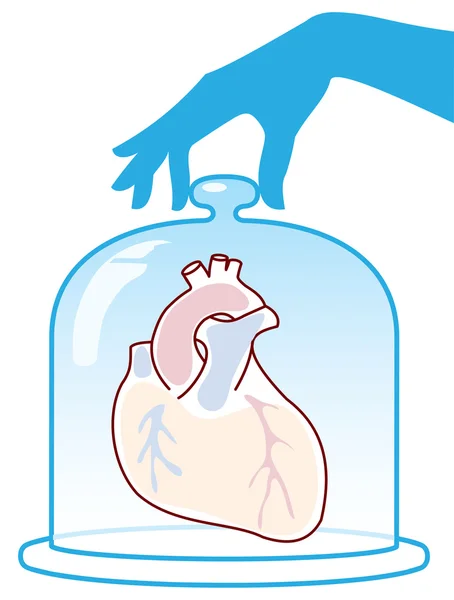 Heart Protected Bell Jar Vector Illustration — Stock Vector