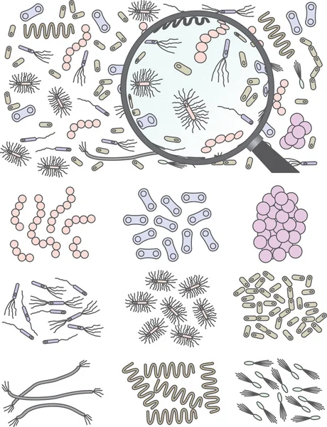 Colonias de bacterias y una lupa . — Archivo Imágenes Vectoriales