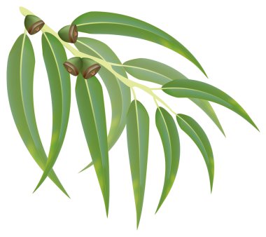 Eucalyptus branch. Vector illustration. clipart