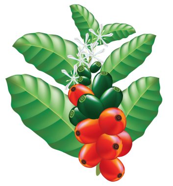 Fruits and flowers of coffee tree. Vector illustration. clipart