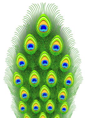 Peacock feathers. Vector illustration. clipart