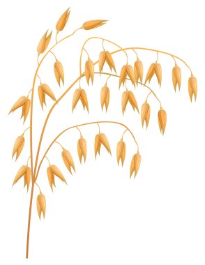 Ear of oats on a white background. Vector illustration. clipart