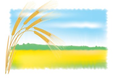 Rye ears and field. Vector illustration. clipart