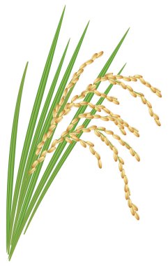 Spikelet of rice with the leaves on a white background. Vector i clipart