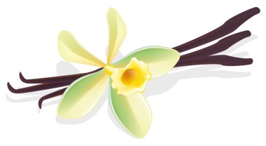 Flower vanilla. Dried pods. Vector illustration. clipart