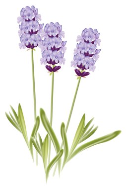 Lavanta çiçekleri (Lavandula). Vektör çizim üzerinde beyaz backg