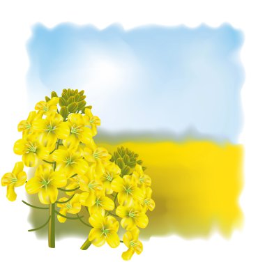 Rape flower on a background field. clipart