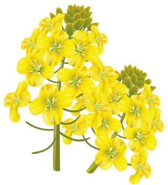 Rape flower (Brassica napus). Vector illustration. clipart