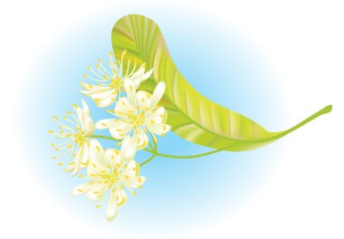 Linden flowers. Vector illustration. clipart