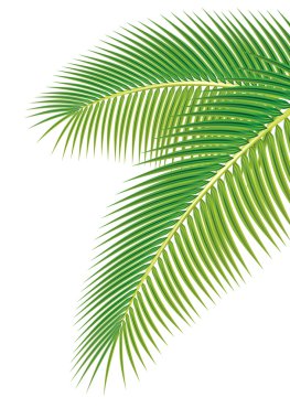 Leaves of palm tree on white background. Vector illustration. clipart