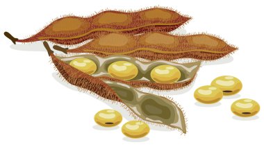 Soybean. Realistic vector illustration. clipart