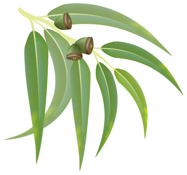 Eukalyptus větev na bílém pozadí. vektorové ilustrace. — Stockový vektor