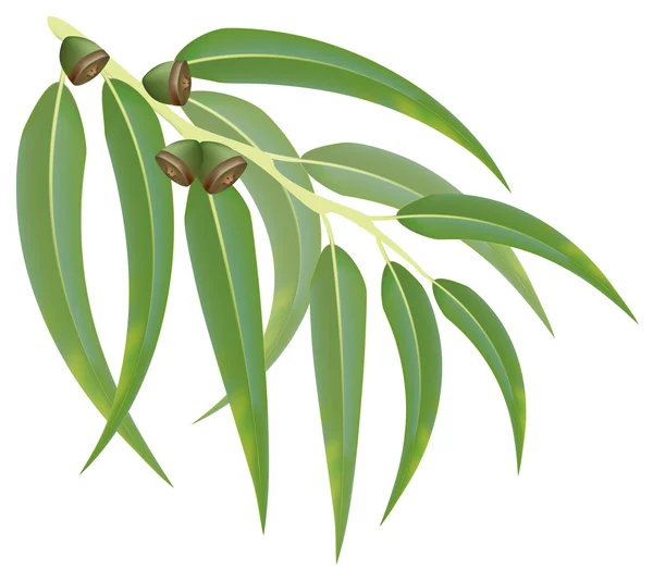 Rama de eucalipto. Ilustración vectorial . — Vector de stock