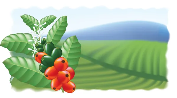Fruits et fleurs de café . — Image vectorielle