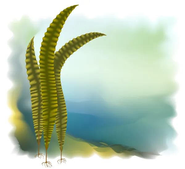 Japanska kelp (laminari). vektor illustration. — Stock vektor