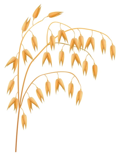 Oreille d'avoine sur fond blanc. Illustration vectorielle . — Image vectorielle