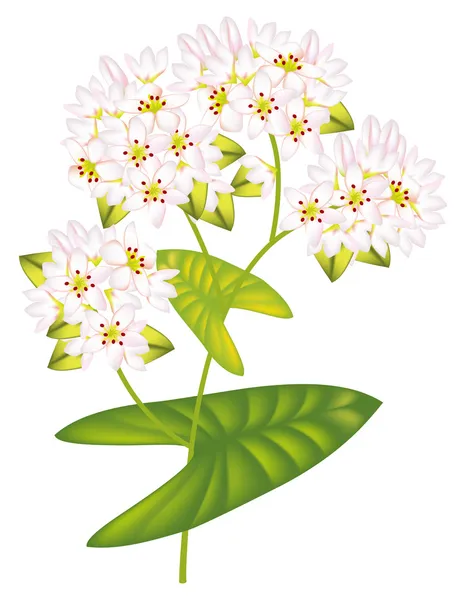 Květina Pohanka. vektorové ilustrace na bílém pozadí. — Stockový vektor