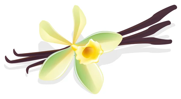 Květ vanilky. sušené lusky. vektorové ilustrace. — Stockový vektor