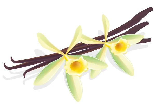 Une fleur de vanille. Des gousses séchées. Illustration vectorielle . — Image vectorielle