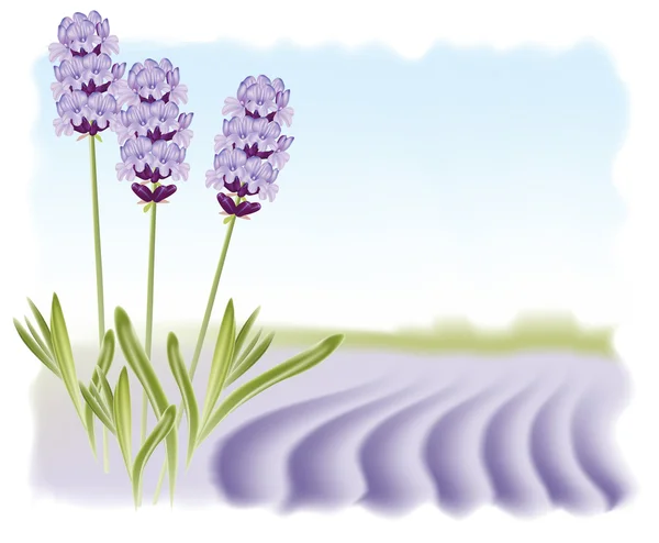 Lavendelblüten auf einem Feld im Hintergrund. Vektorillustration. — Stockvektor