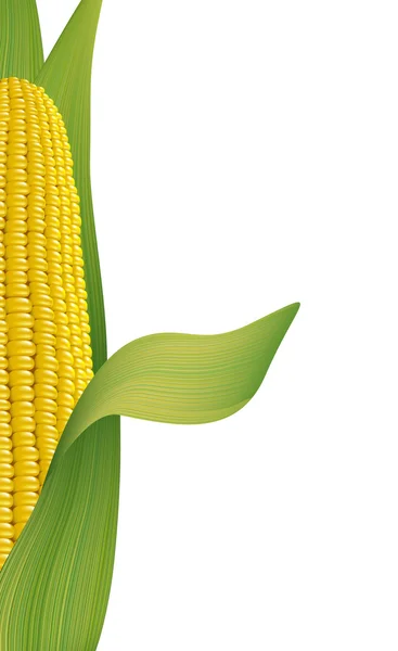 Спелые кукурузы . — стоковый вектор