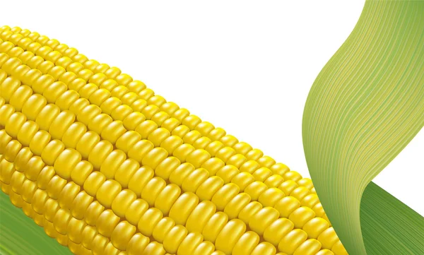 Rijp maïs. fragment. vectorillustratie op witte achtergrond. — Stockvector