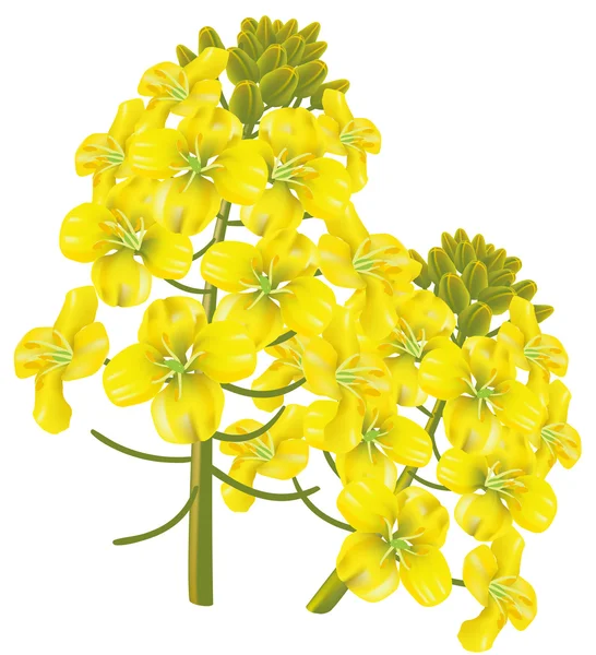 Flor de la violación (Brassica napus). Ilustración vectorial . — Vector de stock