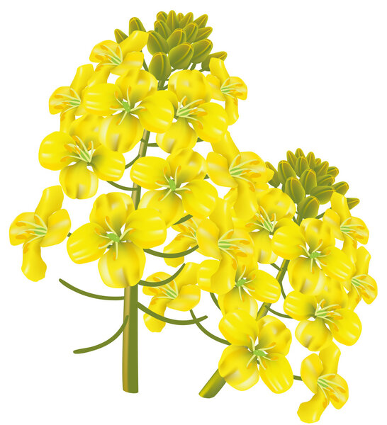 Rape flower (Brassica napus). Vector illustration.