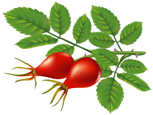 A branch of wild rose hips. Vector illustration.