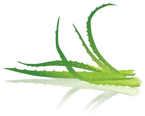 Aloe vera levelek. vektoros illusztráció. — Stock Vector
