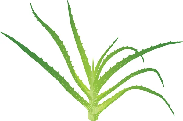 Aloe vera yaprağı — Stok Vektör